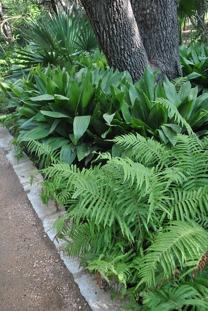 green plants are growing along the edge of a sidewalk in front of a large tree