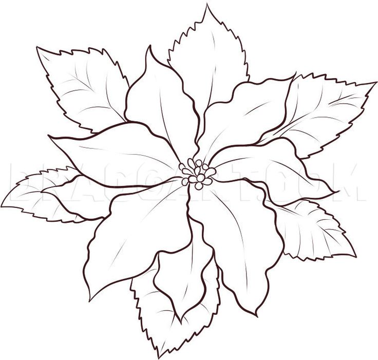 a drawing of a poinsettia flower with leaves