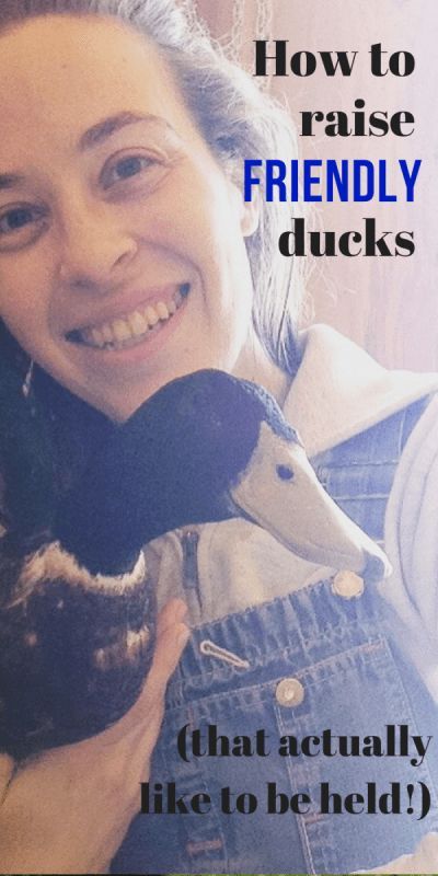 a woman holding a stuffed animal in her arms with the caption how to raise friendly ducks that actually like to be held?