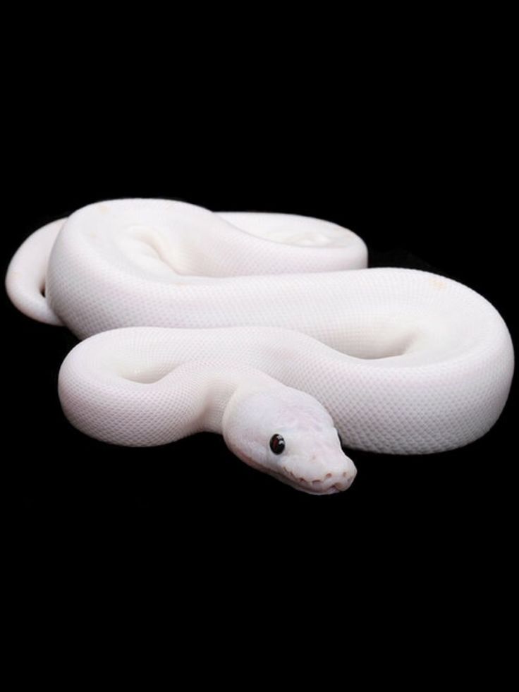 a white snake is laying down on the black surface with its head turned to the side