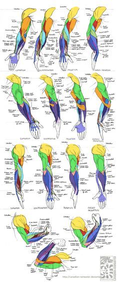 an image of the muscles and their functions in human body anatomy, muscle diagram, medical diagrams