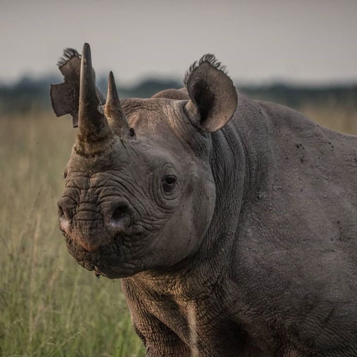 a rhinoceros is standing in the grass