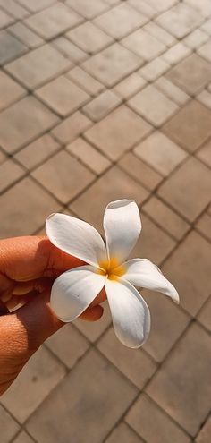 a hand holding a white flower on top of a brick flooring area in front of a person's hand