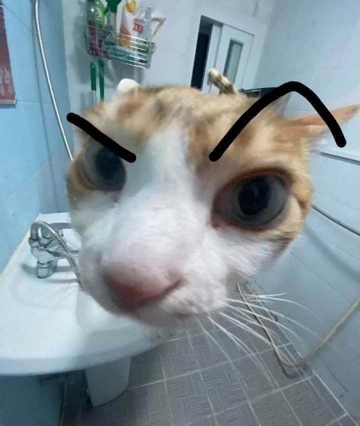 an orange and white cat with black lines on it's head standing in front of a bathroom sink