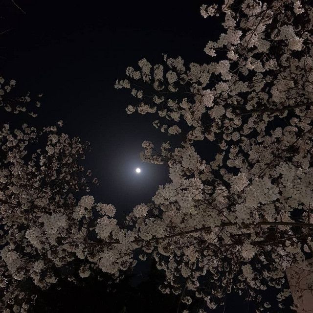 the moon is shining in the dark sky above some trees with white blossoms on them