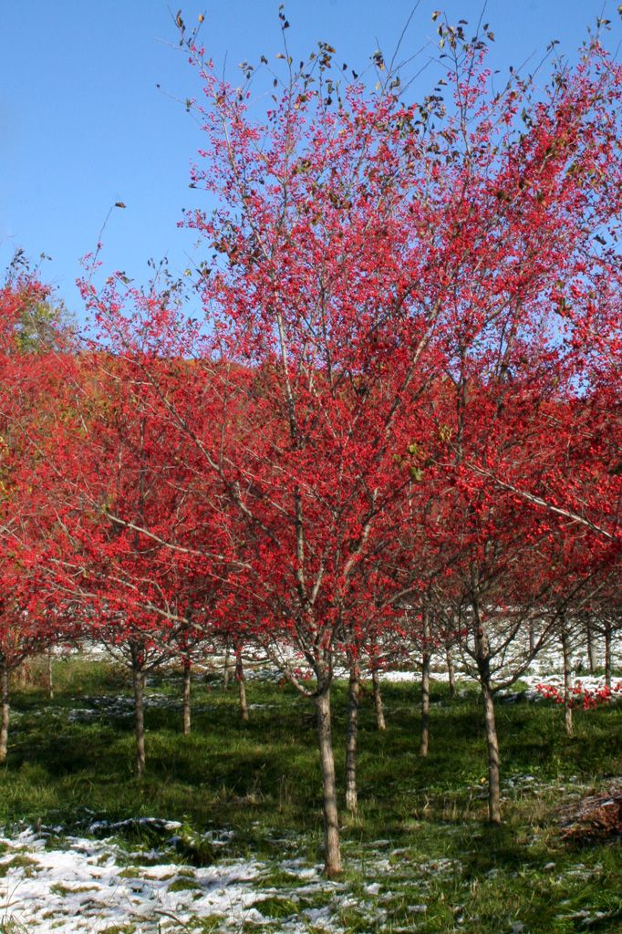 trees with red leaves and snow on the ground