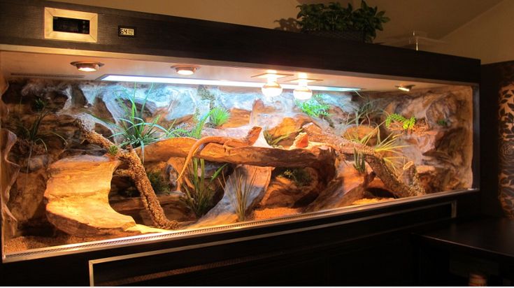 an aquarium with rocks and plants in it