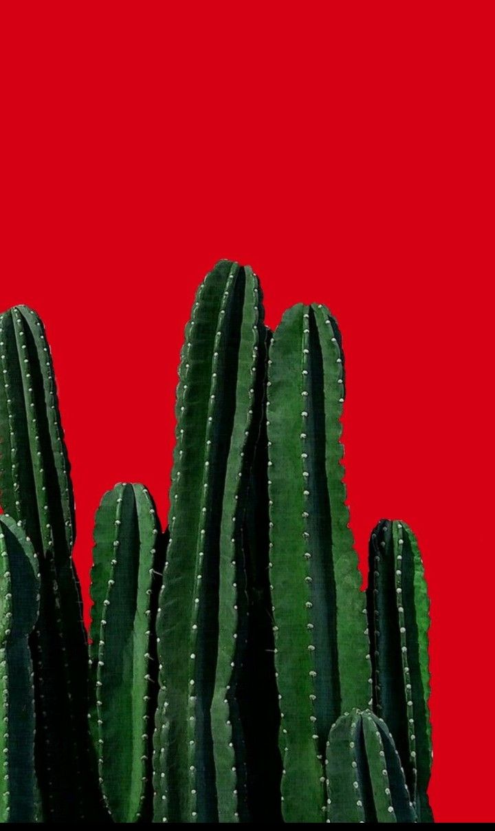 green cactus against red background with space for text or image to be viewed in the bottom right corner