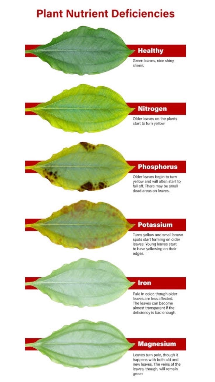 the different types of leaves that can be seen in this image are labeled with their names