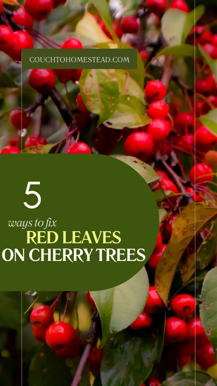 red leaves on cherry tree Cherry Trees, Turning Red, Red Leaves, Best Answer, Tree Leaves, Cherry Tree, 5 Ways, Fix It, Turning