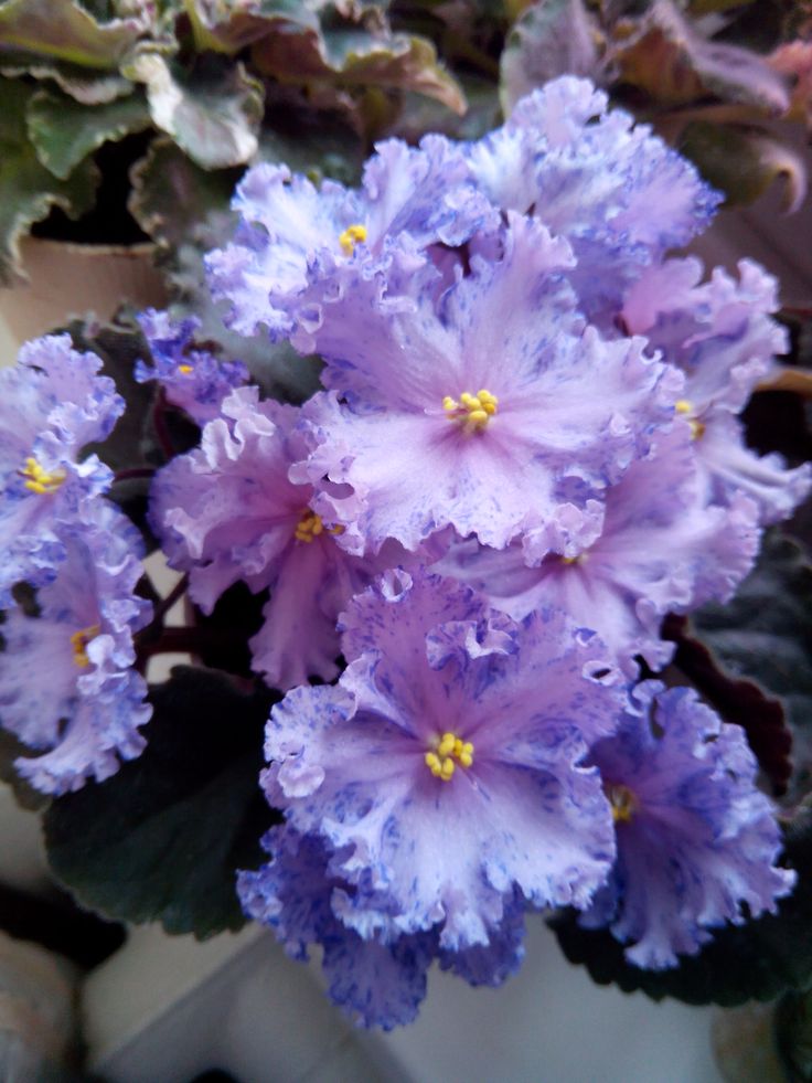 purple flowers with green leaves in the background