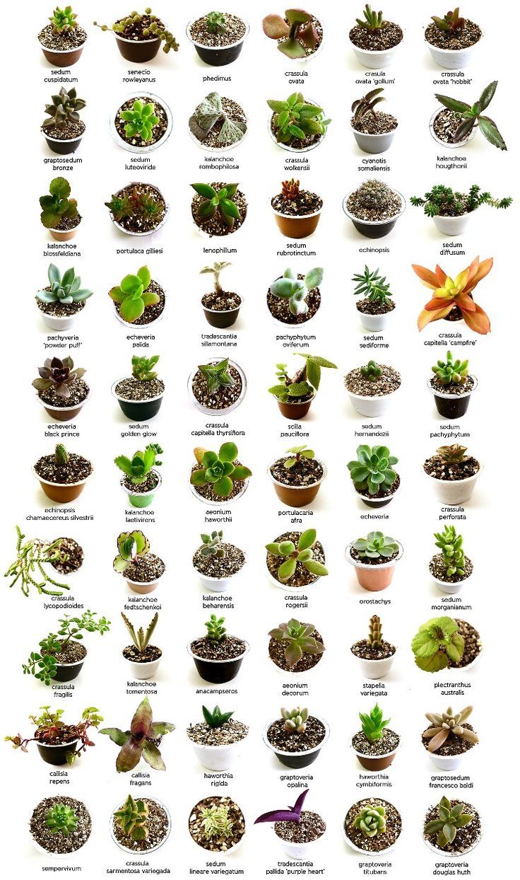 a poster with many different types of plants