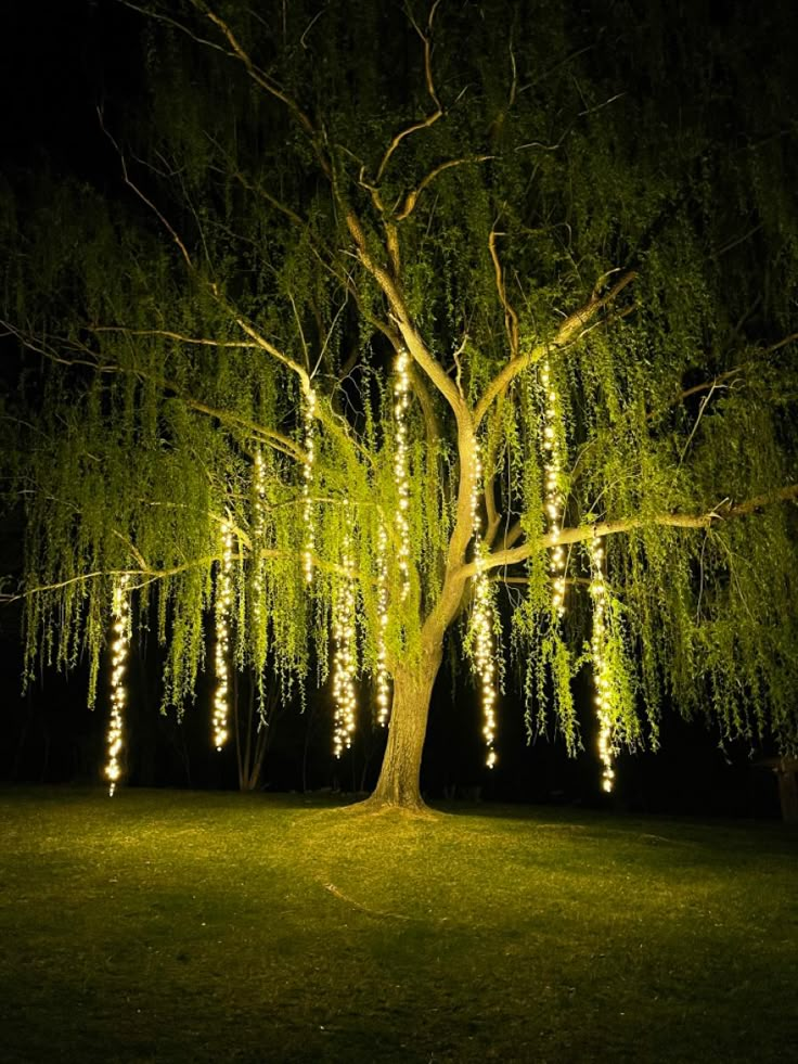 a large tree with lights hanging from it's branches