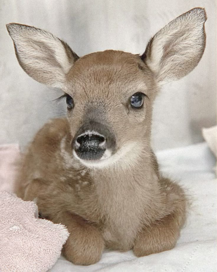 a baby deer laying on top of a white blanket