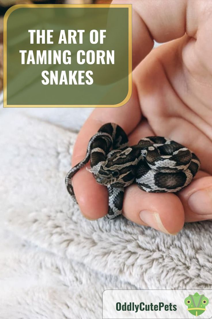 a hand holding a small snake in it's palm with the caption, the art of taming corn snakes