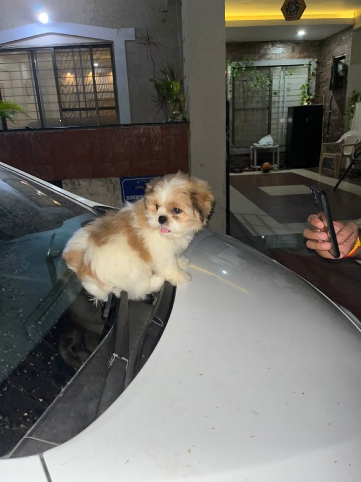 a small brown and white dog sitting on the hood of a car while holding a cell phone