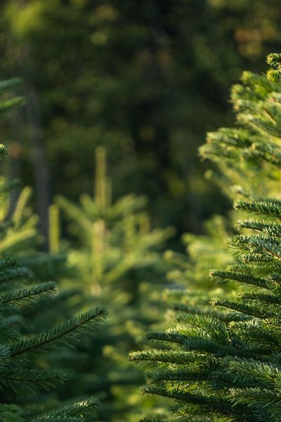 the pine tree is green and ready to be picked