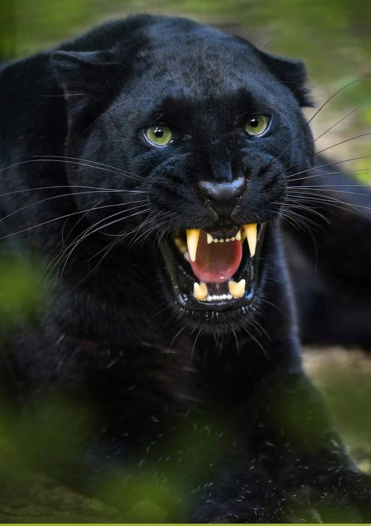 a black panther with its mouth open and teeth wide open, looking at the camera