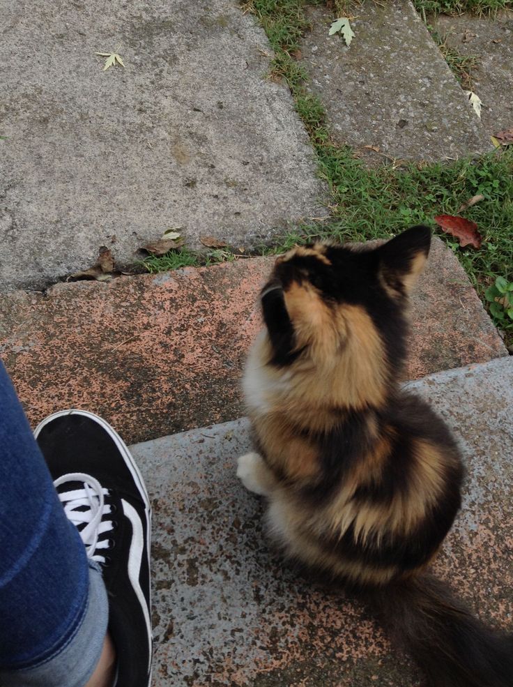 a cat sitting on the ground next to someone's feet