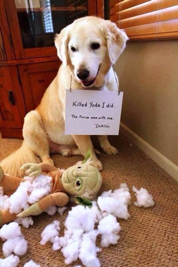 a dog sitting on the floor next to a pile of stuffed animals and a sign