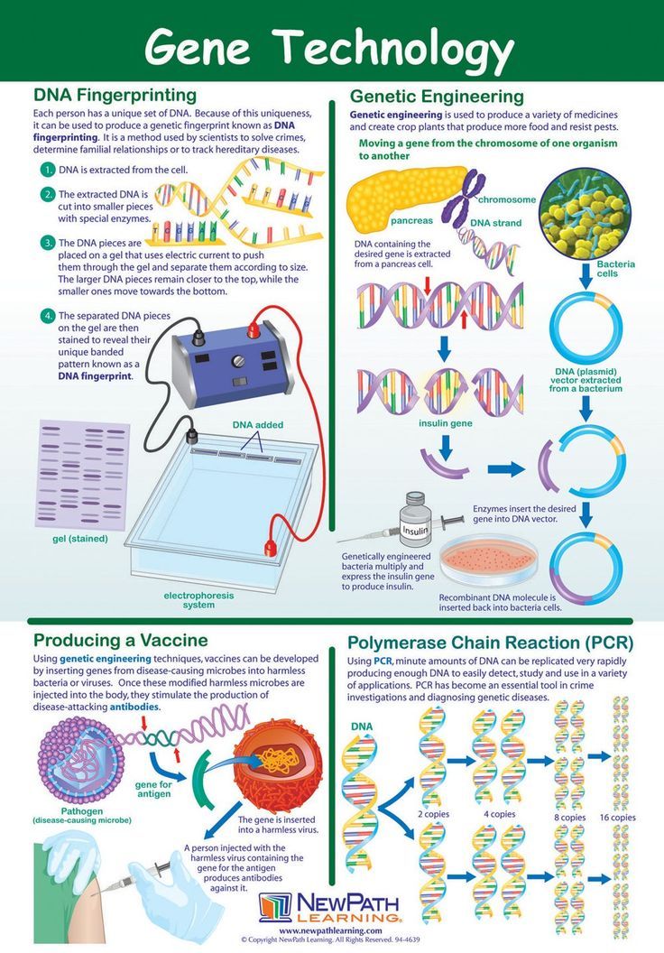 a poster showing the process of gene technology