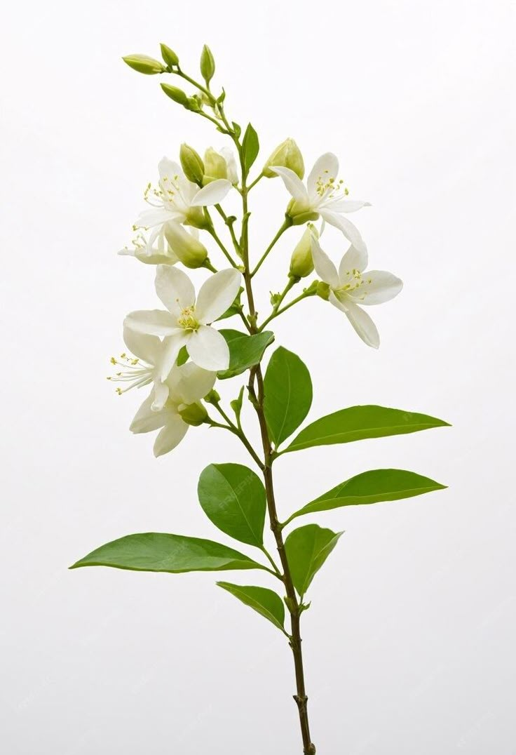 Premium Photo | Green organic jasmine flower on white background Jasminum Sambac Tattoo, Jasmine Flower Photography, Jasmine Flower Art, Jasmine Flower Illustration, Jasmine Flower Drawing, Jasmine Painting, Baby Breath Flower Bouquet, Flowers Drawing Simple, Jasmine Pictures