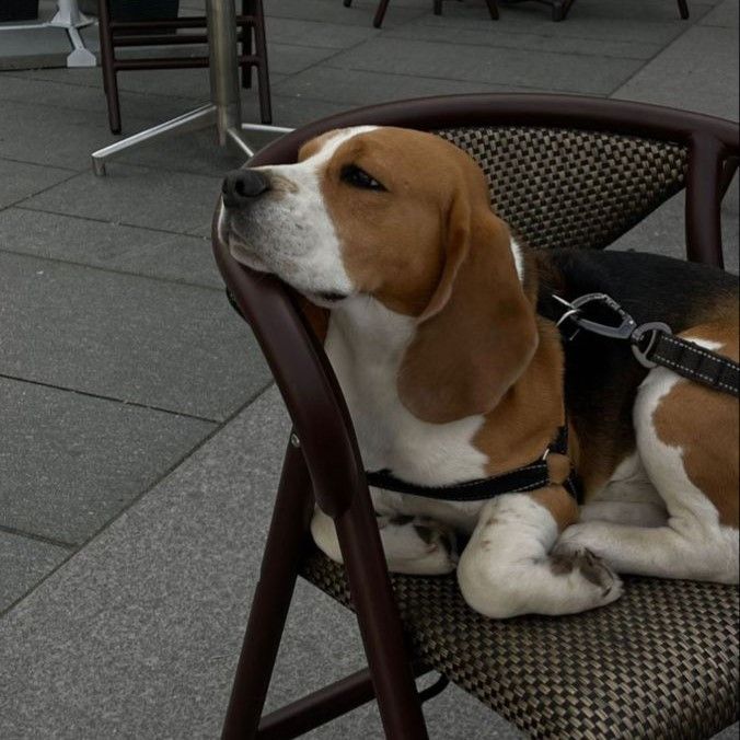 a brown and white dog sitting on top of a chair