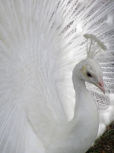 a white peacock with its feathers spread out