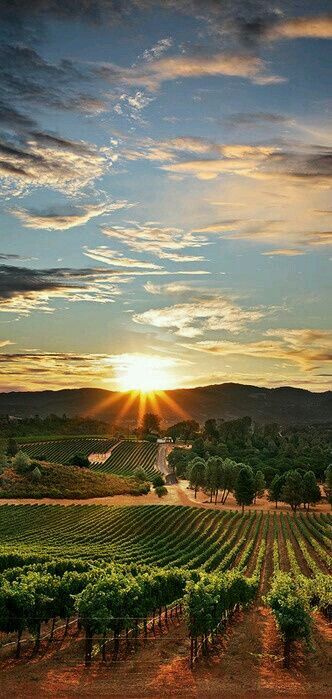 the sun is setting over a vineyard with trees and mountains in the background, as seen from above