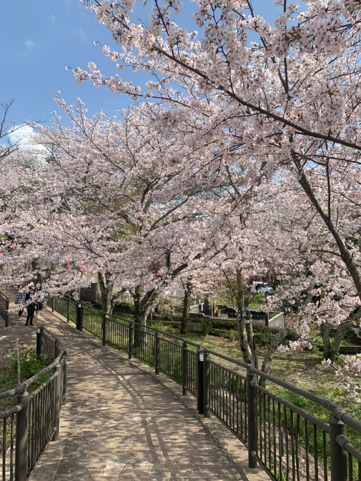 the walkway is lined with blooming cherry trees