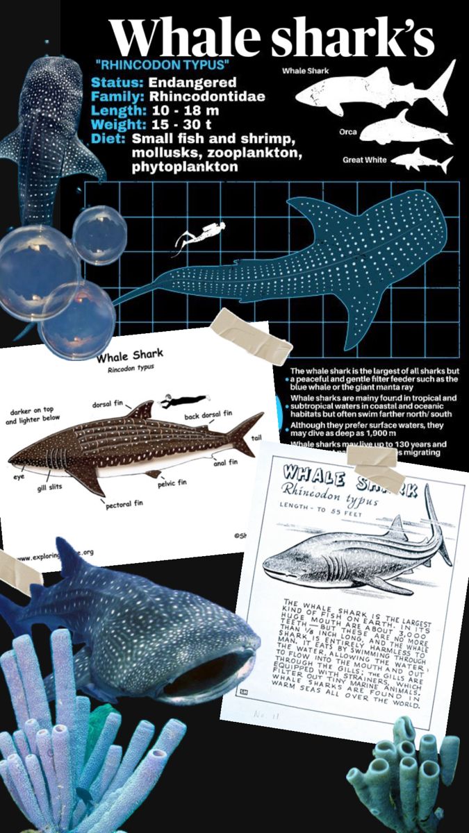 an advertisement for whale shark's is shown in black and blue colors, with information about the species