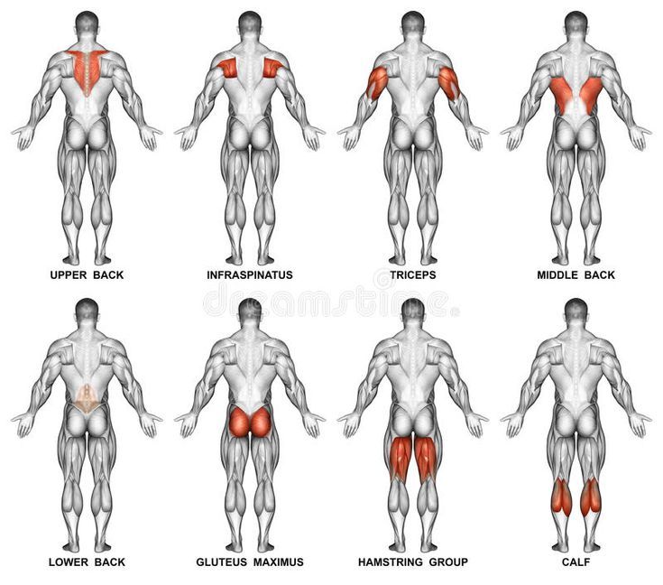 an image of the muscles and their corresponding postures stock photo - 549784