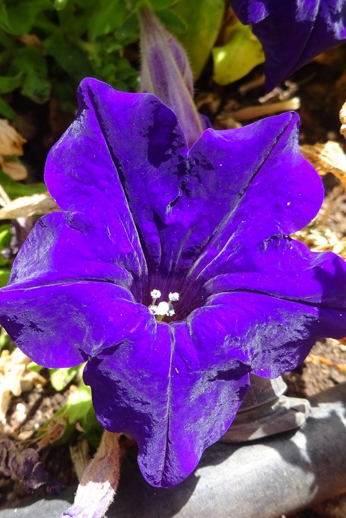 a purple flower that is growing in the dirt