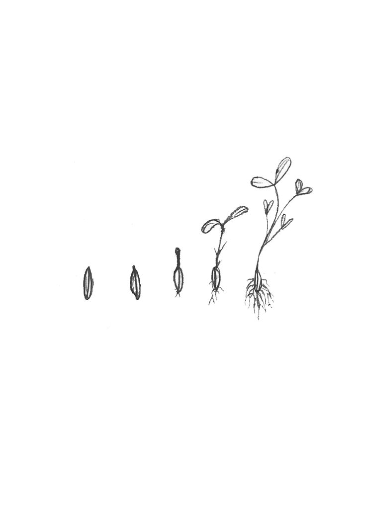 an ink drawing of three flowers and two seed sprouts on a white background