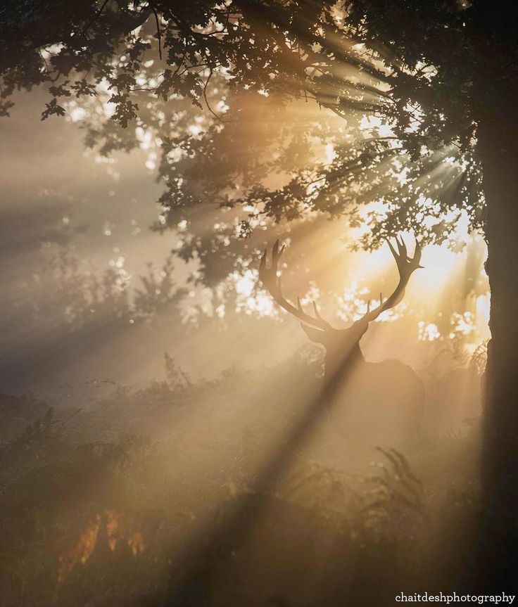 the sun is shining through the trees in the foggy forest with antlers on it