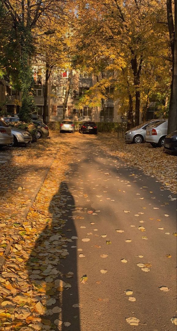 the shadow of a person walking down a leaf covered street with parked cars and buildings in the background