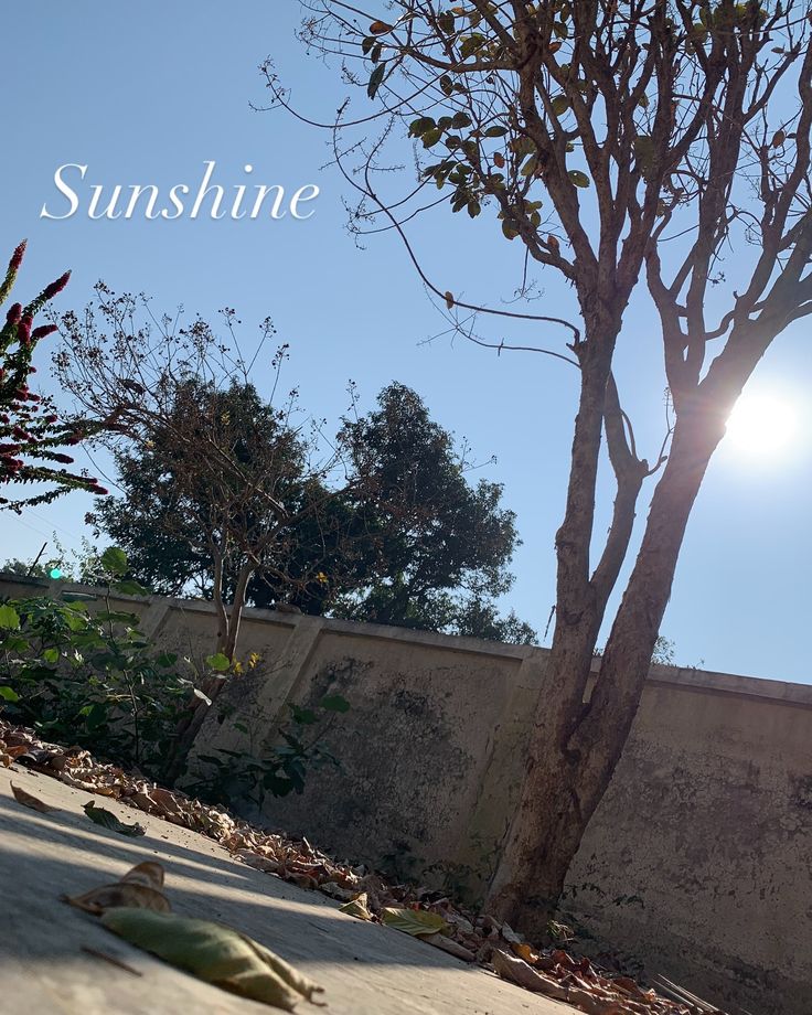 two birds sitting on the ground in front of a tree and wall with the words sunshine above them