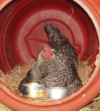 a chicken is sitting in a red pot with hay and food on it's side