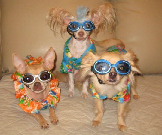 three small dogs wearing swim suits and goggles