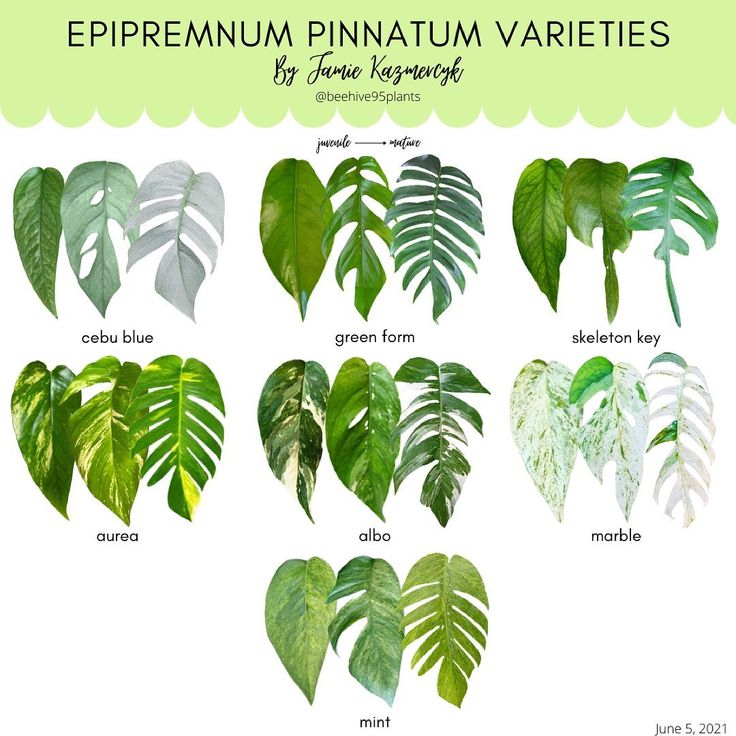 the different types of plants with names