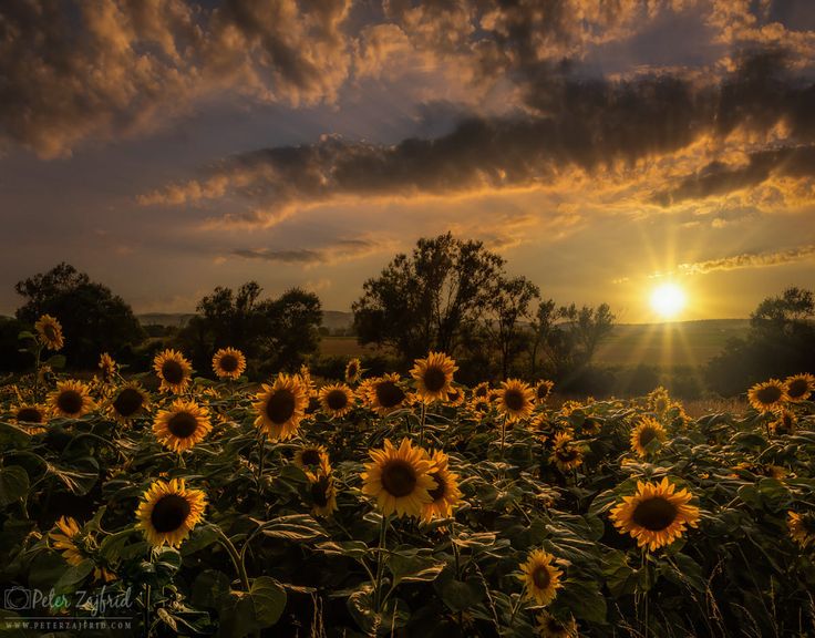 the sun is setting over a field of sunflowers