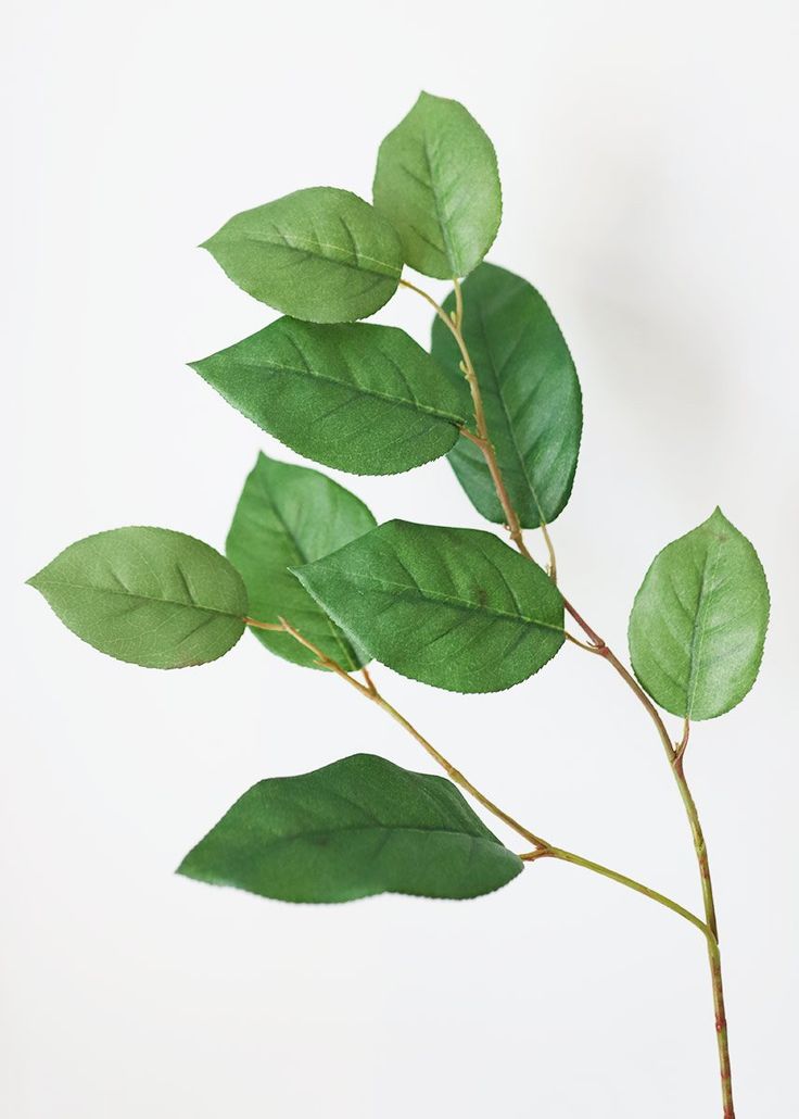 a branch with green leaves is shown against a white background, it appears to be dying