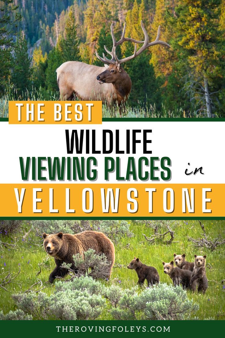 the best wildlife viewing places in yellowstone, including an elk and other animals with text overlay