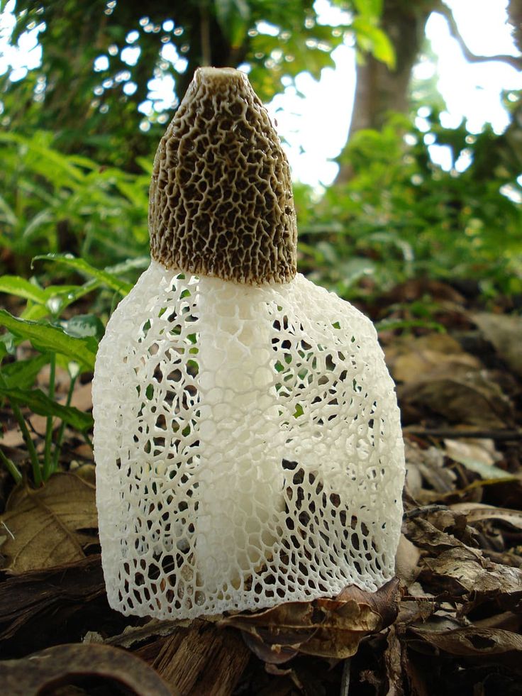 a white object sitting on top of leaves in the middle of some trees and bushes