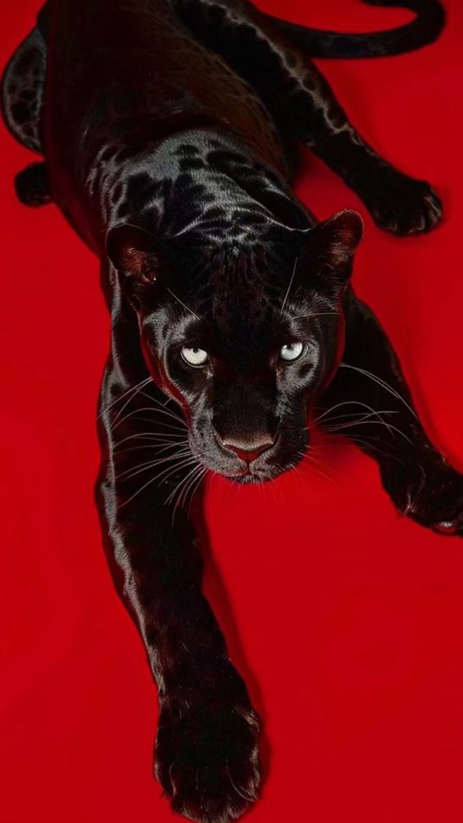 a black leopard laying on top of a red surface