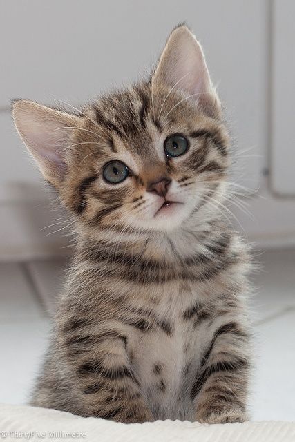 a small kitten sitting on top of a bed next to a white wall and looking at the camera