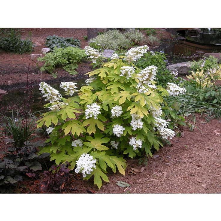 white flowers and green leaves in a garden