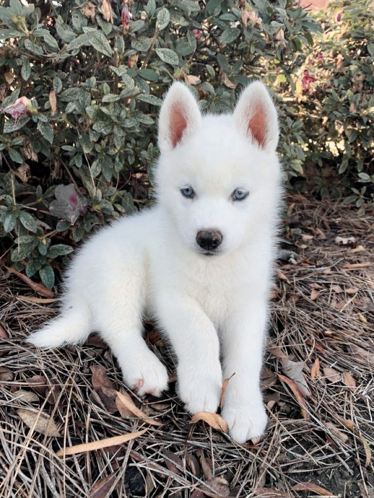 a small white dog sitting on top of dry grass next to bushes and shrubbery