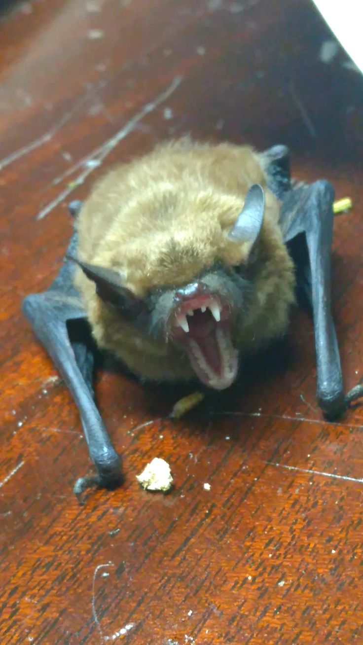 a bat with it's mouth open on the floor