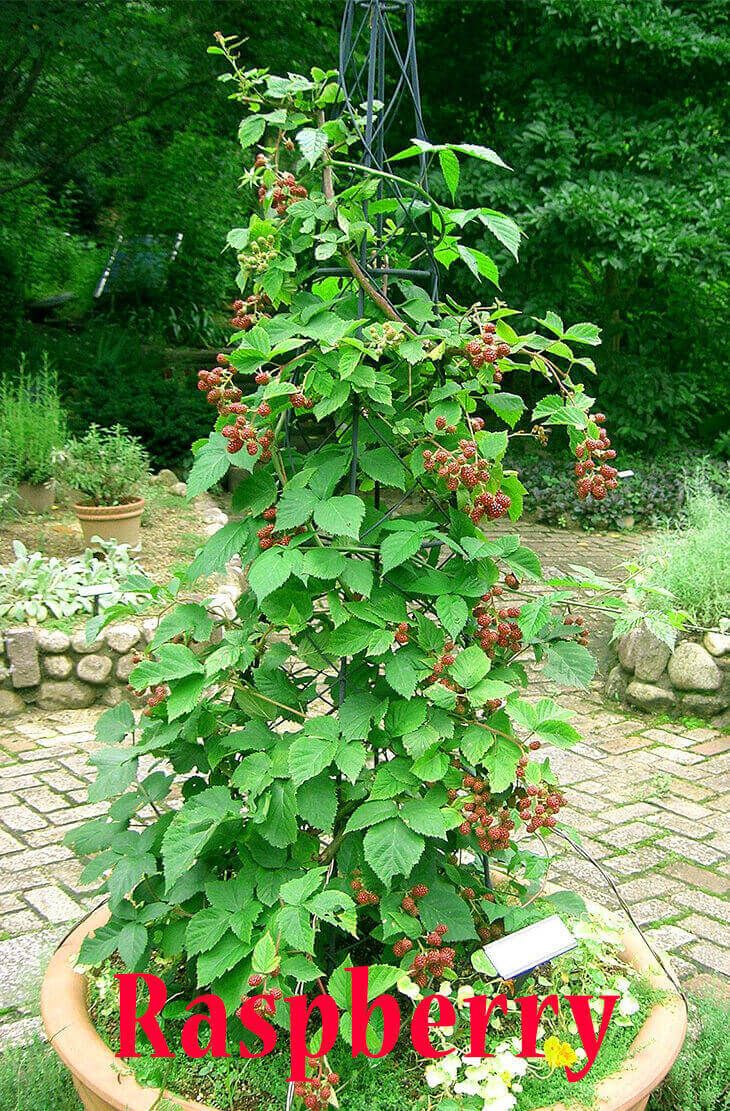 a potted plant with red berries on it in the middle of a brick walkway